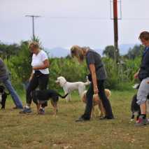 hundeschule_dogdance_62