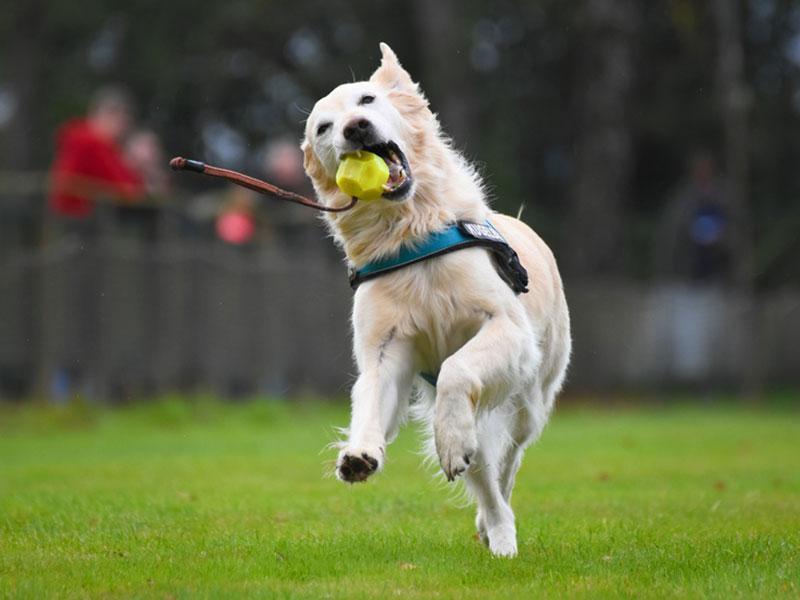 Apportiertraining Hund - Hund apportieren beibringen