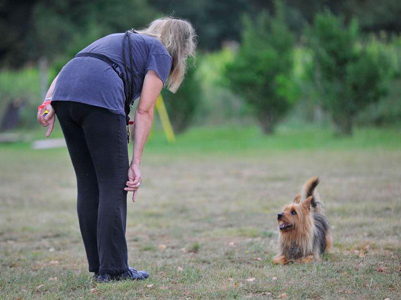 Einzelunterricht Hund 