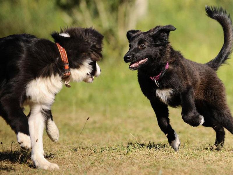 Spielgruppen Hund - Freiburg, Hartheim, Bad Krozingen, Müllheim, Staufen, Breisach